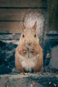 Close-up of squirrel