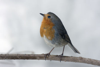 Close-up of robin bird perching on branch during winter