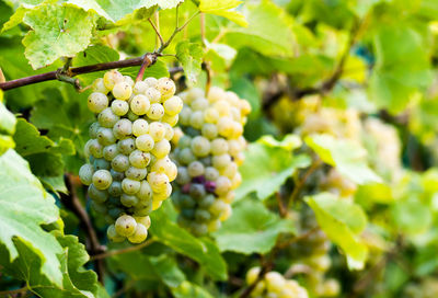 Close-up of grapes in vineyard