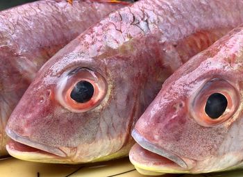 Close-up of fish for sale