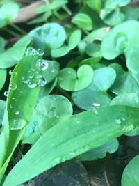 Close-up of wet plants