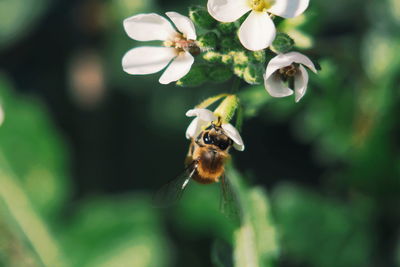 Close-up of bee pollinating on flower