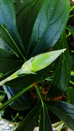 Close-up of plant