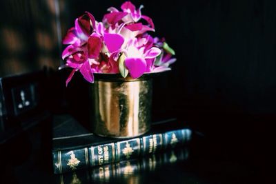 Close-up of pink flowers in vase