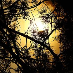 Low angle view of silhouette tree at sunset