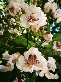 Close-up of white flowers blooming outdoors