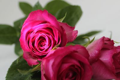 Close-up of pink rose