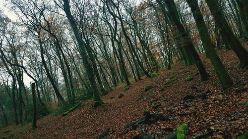 Trees growing in forest