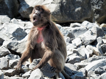 Monkey sitting on rocks at field