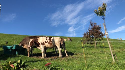 Cows standing in a field