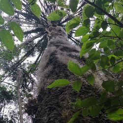 Low angle view of tree against sky in forest