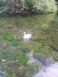 View of birds in water