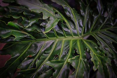 Full frame shot of raindrops on leaves