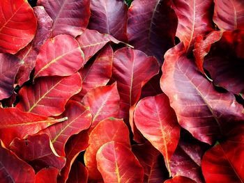 Full frame shot of autumnal leaves