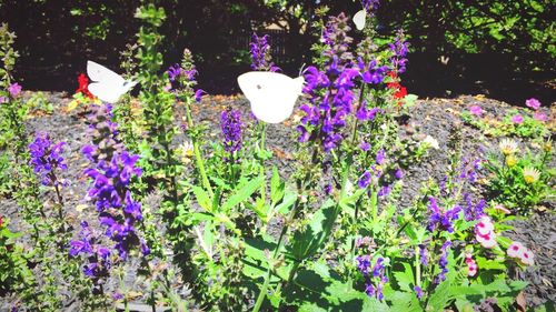 Close-up of purple flowers blooming outdoors