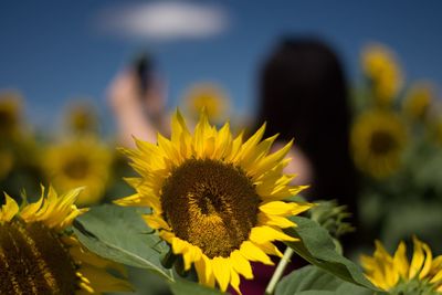 Close-up of sunflower