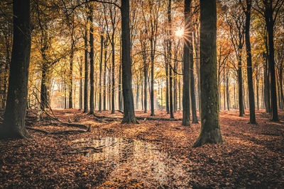 Sunlight streaming through trees in forest during autumn