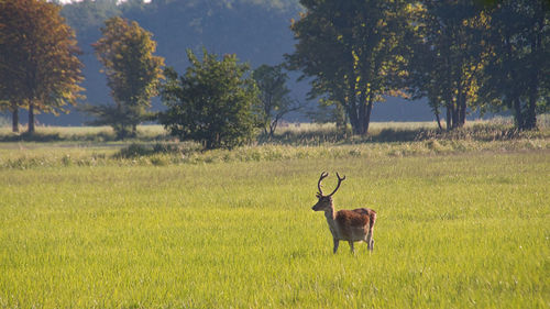 Deer in a field