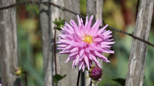 Close-up of pink flower