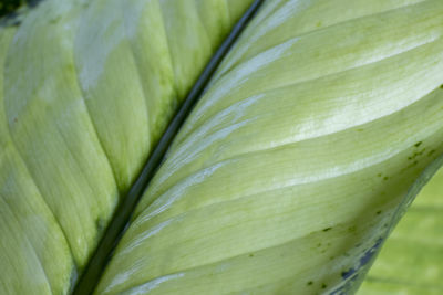 Close-up of fresh green leaf