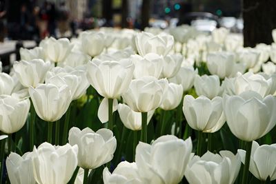 Close-up of white flowers