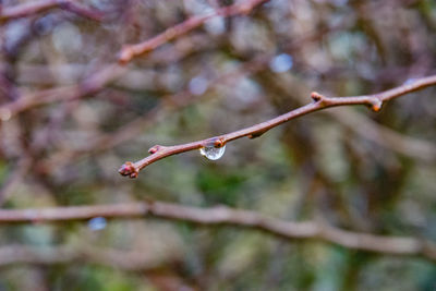 Close-up of wet twig