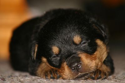Close-up of rottweiler puppy sleeping on floor