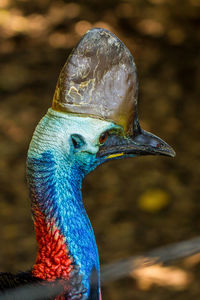 Close-up of peacock