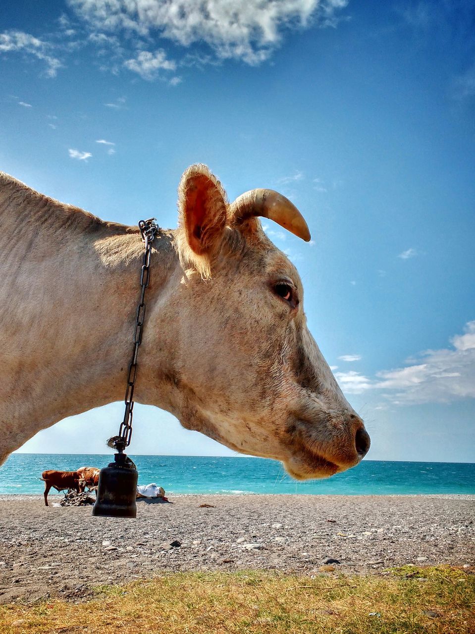 animal, sky, mammal, animal themes, one animal, domestic animals, domestic, pets, nature, livestock, water, land, vertebrate, day, cloud - sky, sea, no people, horizon, outdoors, herbivorous, animal head