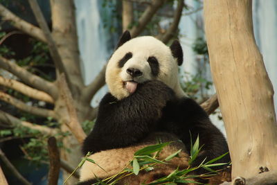 Close-up of panda on tree