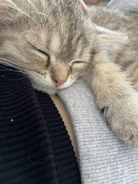 Close-up of cat sleeping