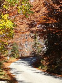 Road amidst trees in forest during autumn