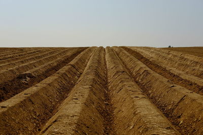 Scenic view of agricultural field against clear sky