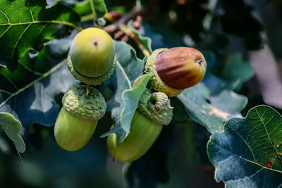 Close-up of fruit