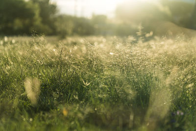 Close-up of grass on field