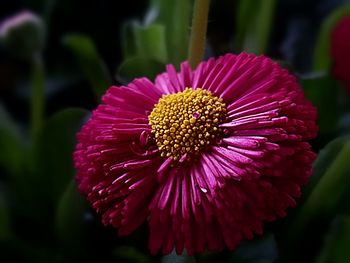 Close-up of pink flower