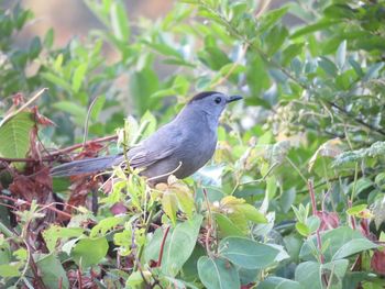 Close-up of bird perching on a plant