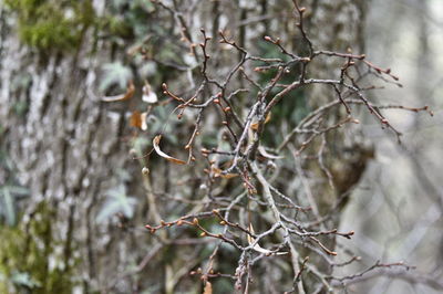 Close-up of bare tree branch