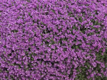 Close-up of pink flowers blooming outdoors