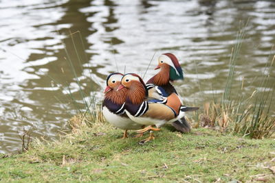 View of duck swimming in lake