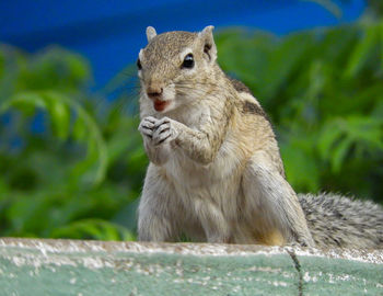 Close-up of squirrel on plant