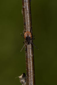 Close-up of insect