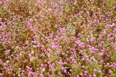 Close-up of purple flowering plants on field