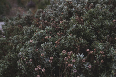 Close-up of flowering plants on land