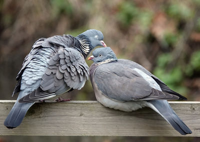 Close-up of two pigeons perching on wood
