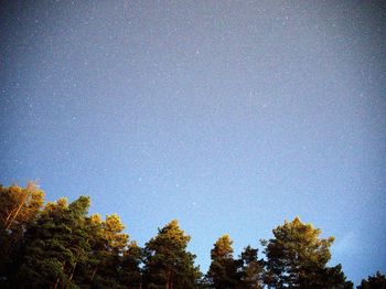 Low angle view of trees against clear sky at night