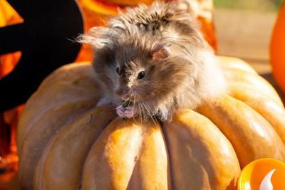 Close-up of pumpkins