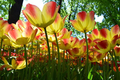 Close-up of flowering plants growing on field