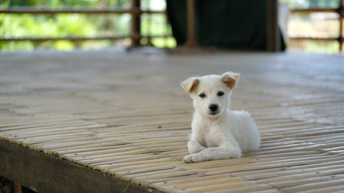 Portrait of white puppy on wooden house