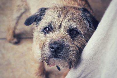 Close-up of a dog